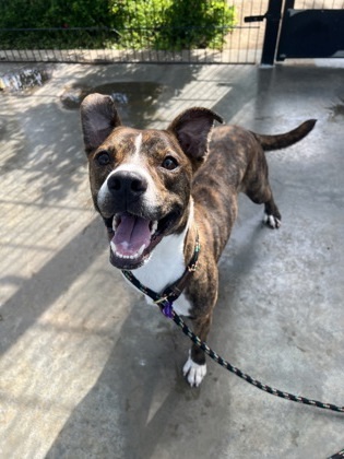Jack, an adoptable Pit Bull Terrier, Mixed Breed in Honolulu, HI, 96826 | Photo Image 1