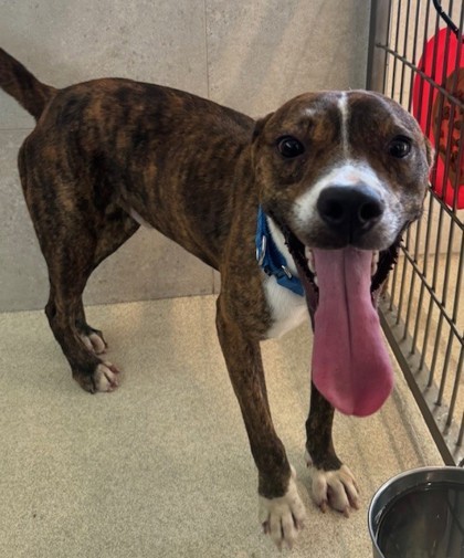 Jack, an adoptable Pit Bull Terrier, Mixed Breed in Honolulu, HI, 96826 | Photo Image 2