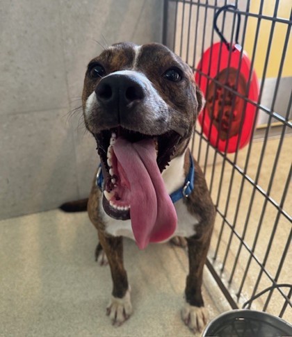 Jack, an adoptable Pit Bull Terrier, Mixed Breed in Honolulu, HI, 96826 | Photo Image 3