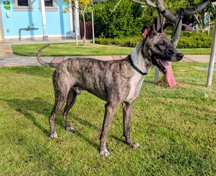 Dante, an adoptable Terrier, Mixed Breed in Honolulu, HI, 96826 | Photo Image 1