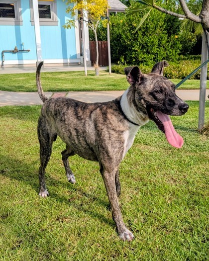 Dante, an adoptable Terrier, Mixed Breed in Honolulu, HI, 96826 | Photo Image 2
