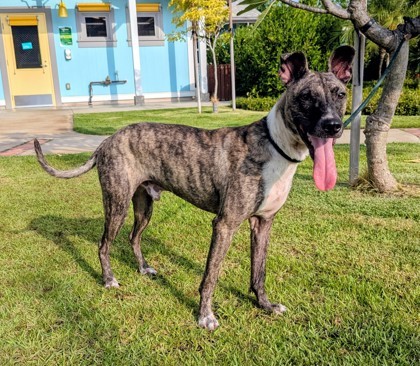 Dante, an adoptable Terrier, Mixed Breed in Honolulu, HI, 96826 | Photo Image 3
