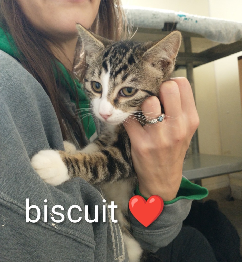 Biscuit