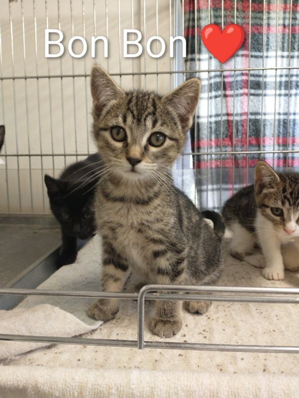 Bon Bon photo 1