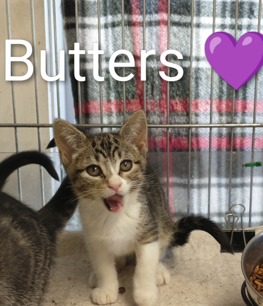Butters