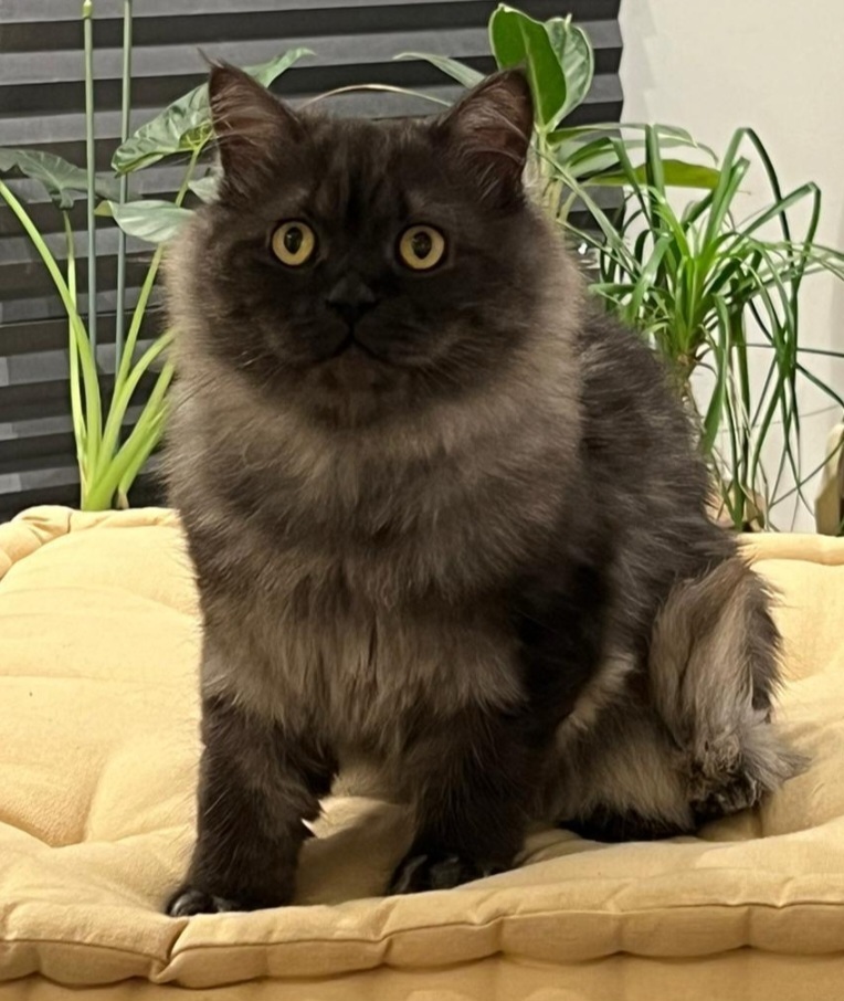 Pickles, an adoptable Himalayan in Snow Hill, MD, 21863 | Photo Image 1