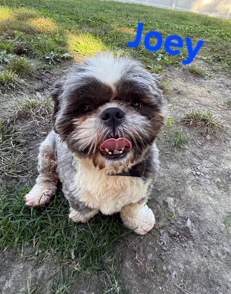Joey