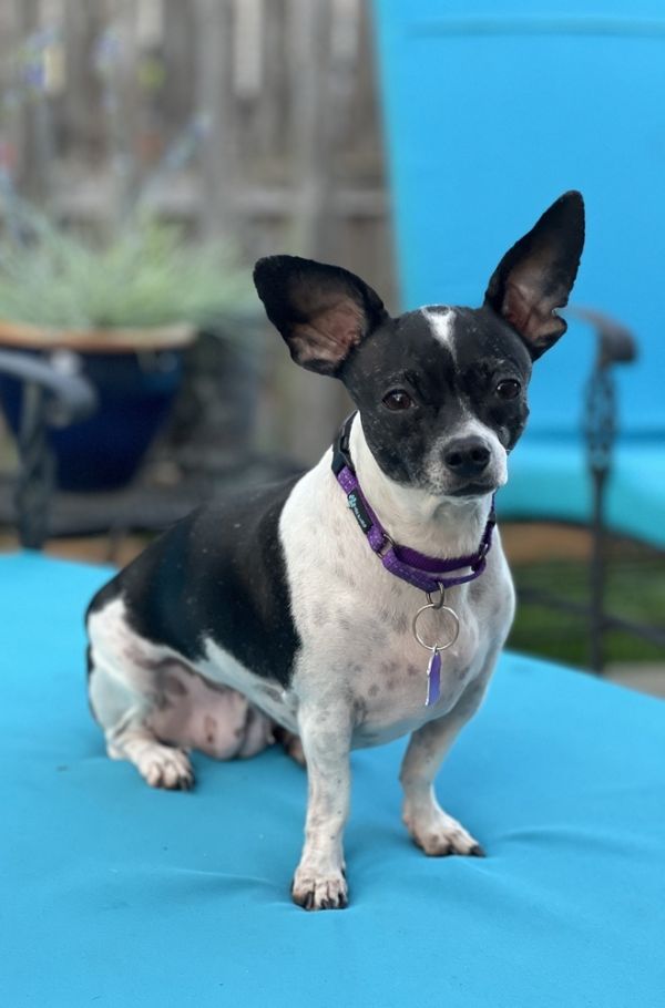 Betta Fish thumbnail 2