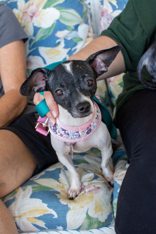 Betta Fish thumbnail 3