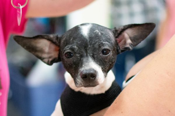 Betta Fish thumbnail 4