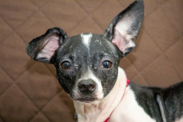 Betta Fish thumbnail 5