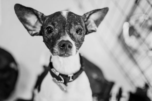 Betta Fish thumbnail 6