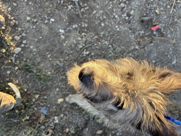 Bailey thumbnail 3