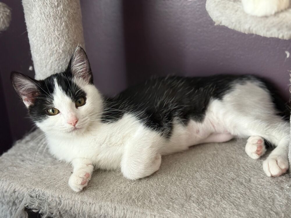 Wednesday, an adoptable Domestic Short Hair in McPherson, KS, 67460 | Photo Image 1