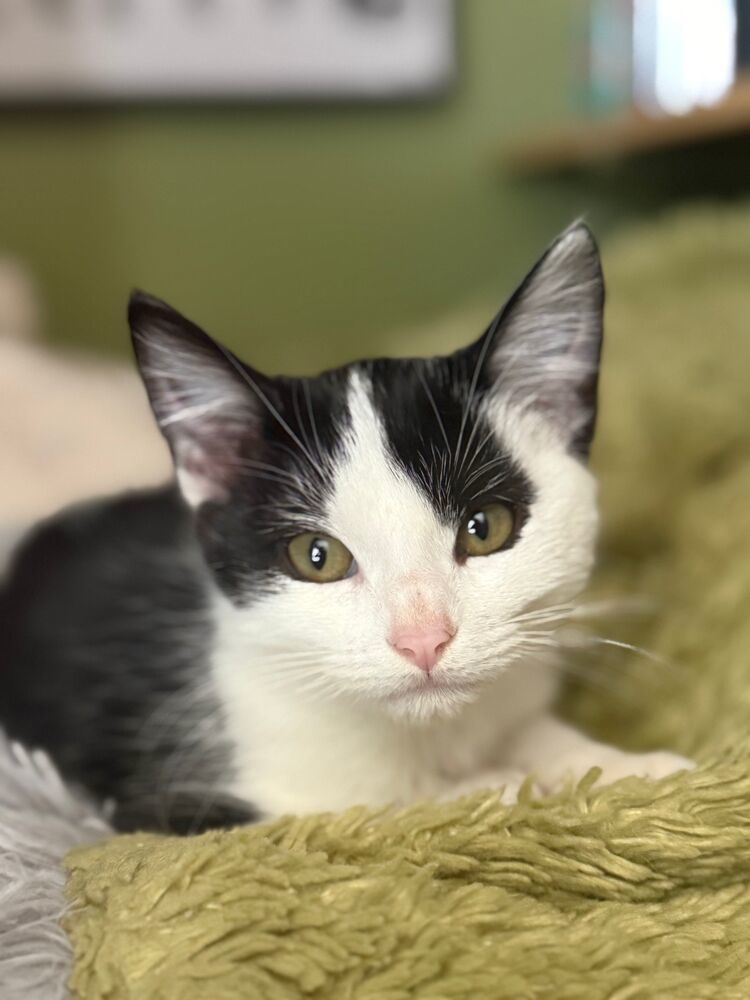 Wednesday, an adoptable Domestic Short Hair in McPherson, KS, 67460 | Photo Image 2