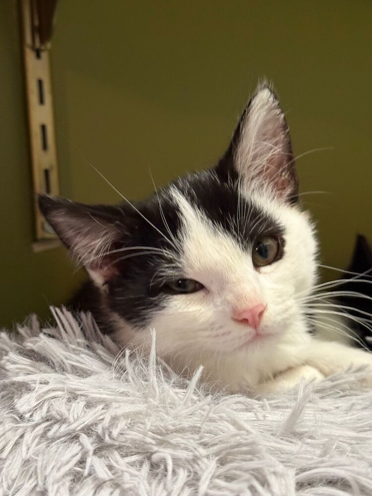 Wednesday, an adoptable Domestic Short Hair in McPherson, KS, 67460 | Photo Image 3