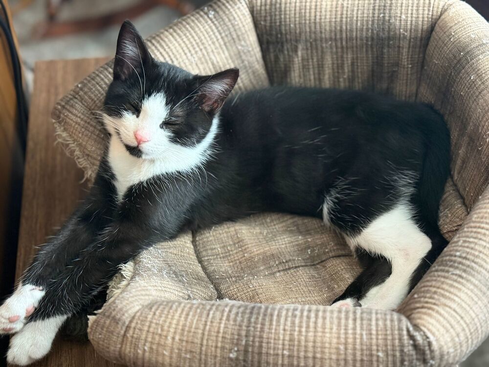 Pugsley, an adoptable Domestic Short Hair in McPherson, KS, 67460 | Photo Image 1
