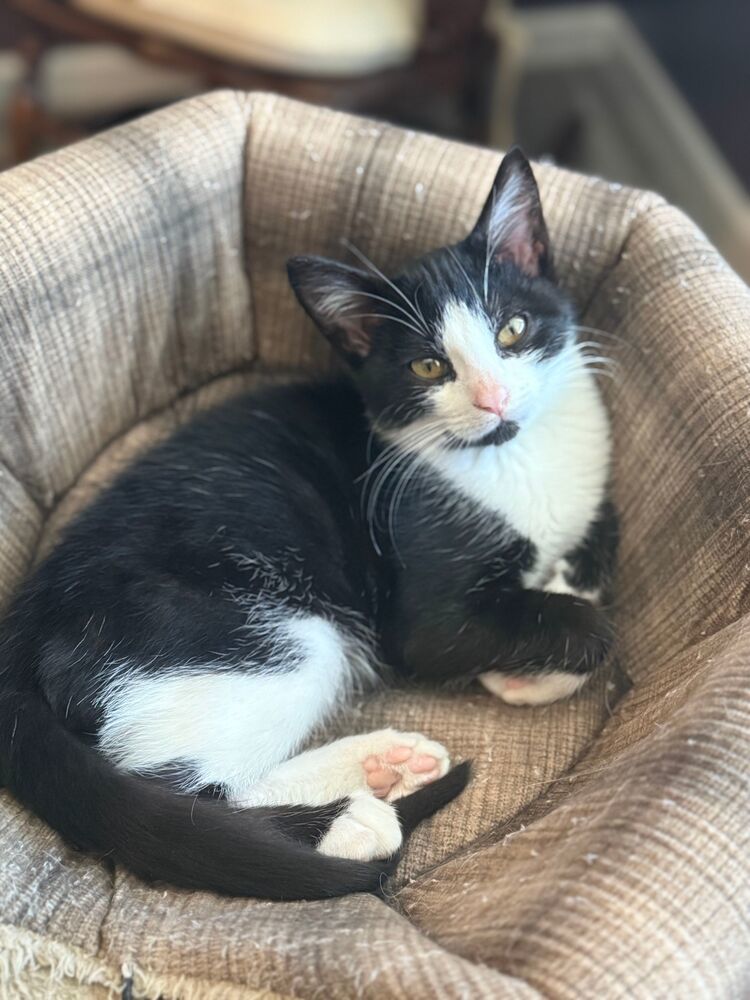 Pugsley, an adoptable Domestic Short Hair in McPherson, KS, 67460 | Photo Image 2