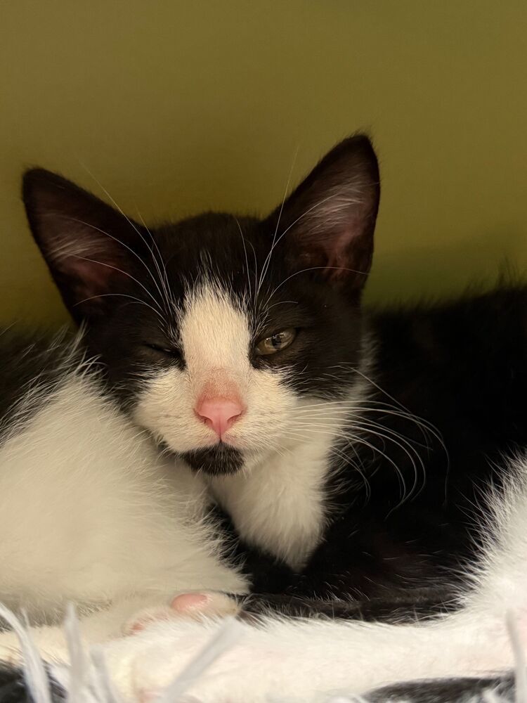 Pugsley, an adoptable Domestic Short Hair in McPherson, KS, 67460 | Photo Image 3