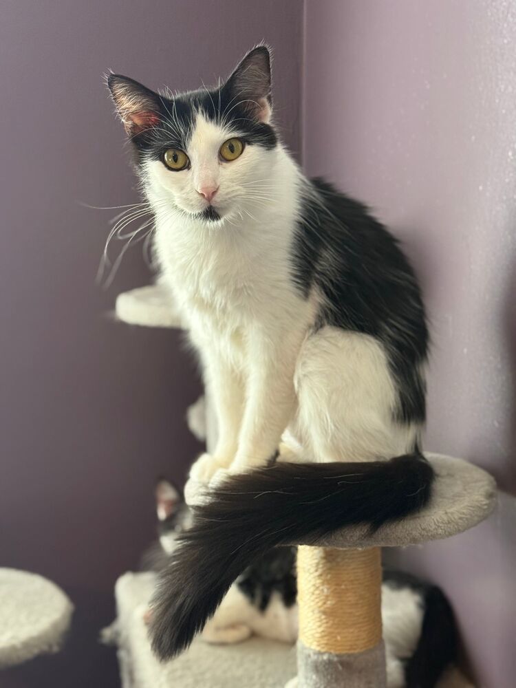 Morticia, an adoptable Domestic Long Hair in McPherson, KS, 67460 | Photo Image 1