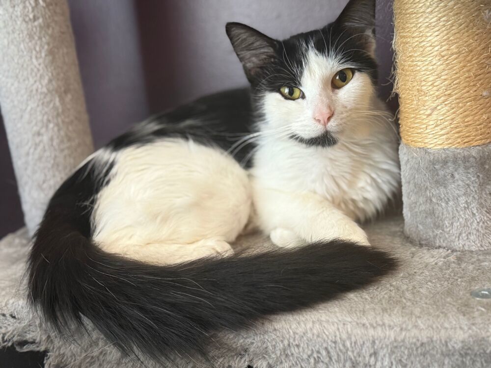 Morticia, an adoptable Domestic Long Hair in McPherson, KS, 67460 | Photo Image 2
