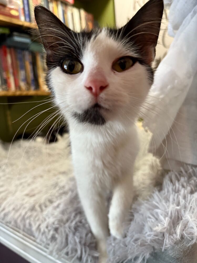 Morticia, an adoptable Domestic Long Hair in McPherson, KS, 67460 | Photo Image 3