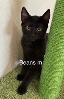 Beans, an adoptable Domestic Short Hair in Bend, OR, 97701 | Photo Image 1