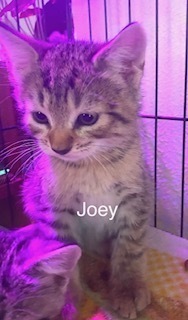 Joey, an adoptable Domestic Short Hair in Bend, OR, 97701 | Photo Image 1