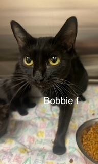 Bobbie