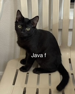 java, an adoptable Domestic Short Hair in Bend, OR, 97701 | Photo Image 1