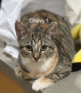 chevy, an adoptable Domestic Short Hair in Bend, OR, 97701 | Photo Image 1
