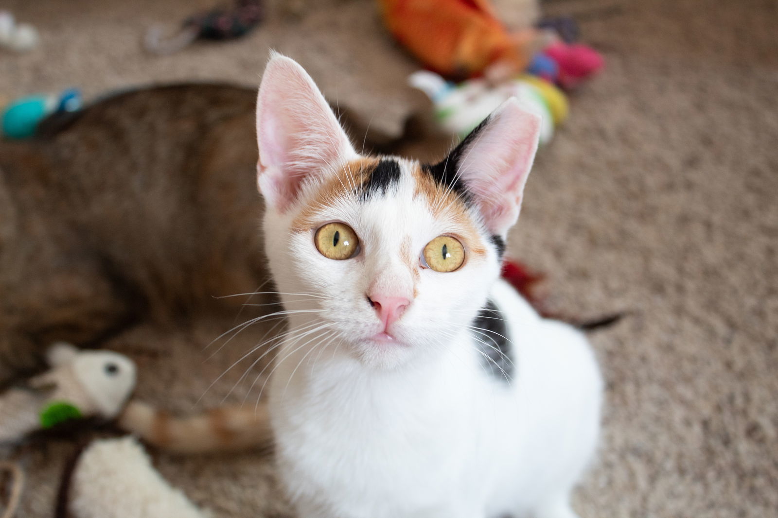 Tricolore (New Digs)