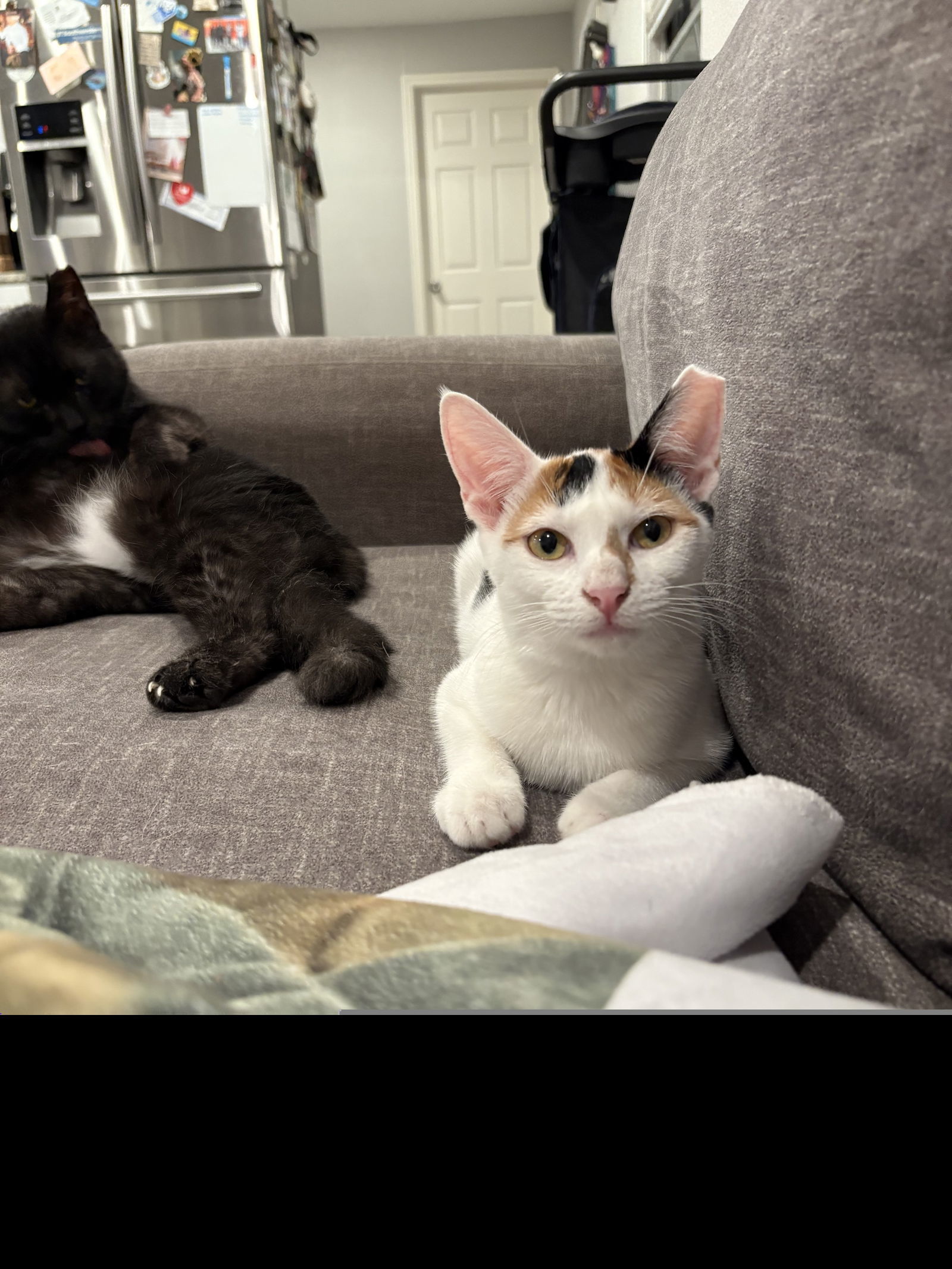 Tricolore (New Digs)