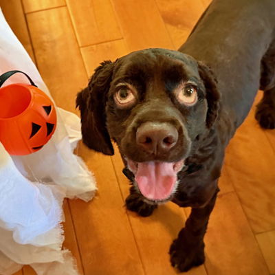 Fendi Puppy Alert thumbnail 2