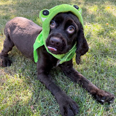 Fendi Puppy Alert thumbnail 3