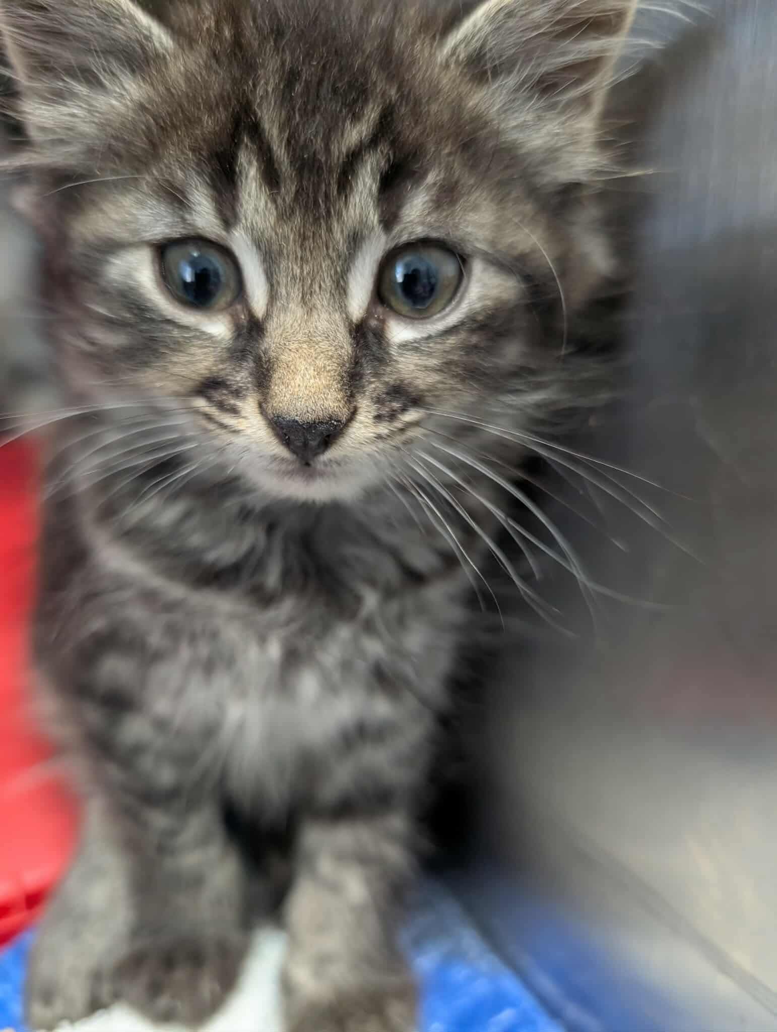 Helium Henry: Not at shelter (Barbe)