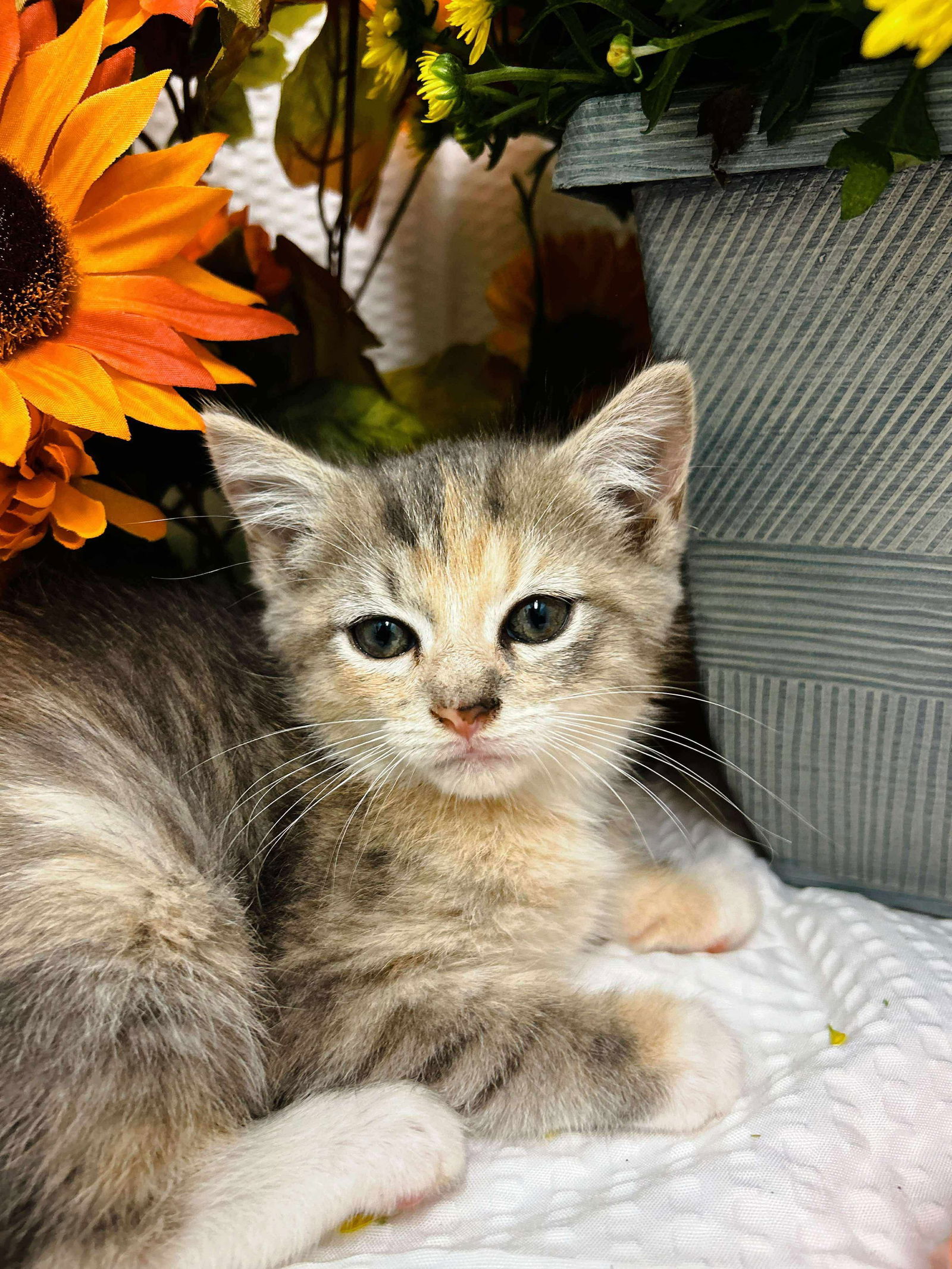 Shuttle - At shelter