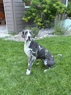 Kayla, an adoptable Great Dane in Polson, MT, 59860 | Photo Image 1