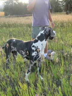 Kayla, an adoptable Great Dane in Polson, MT, 59860 | Photo Image 2