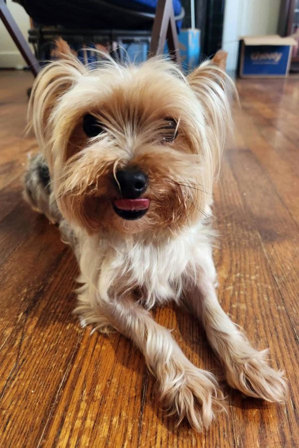 Frankie  No Longer thumbnail 3