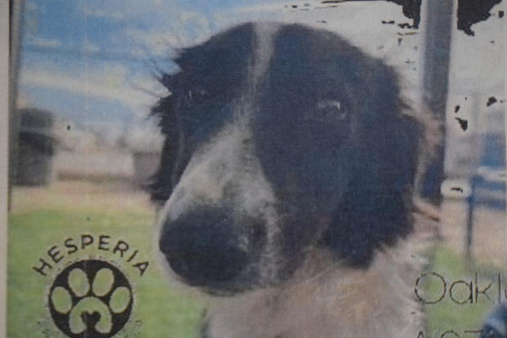 Oakley (Emmitt) (Emily) ( A115282)