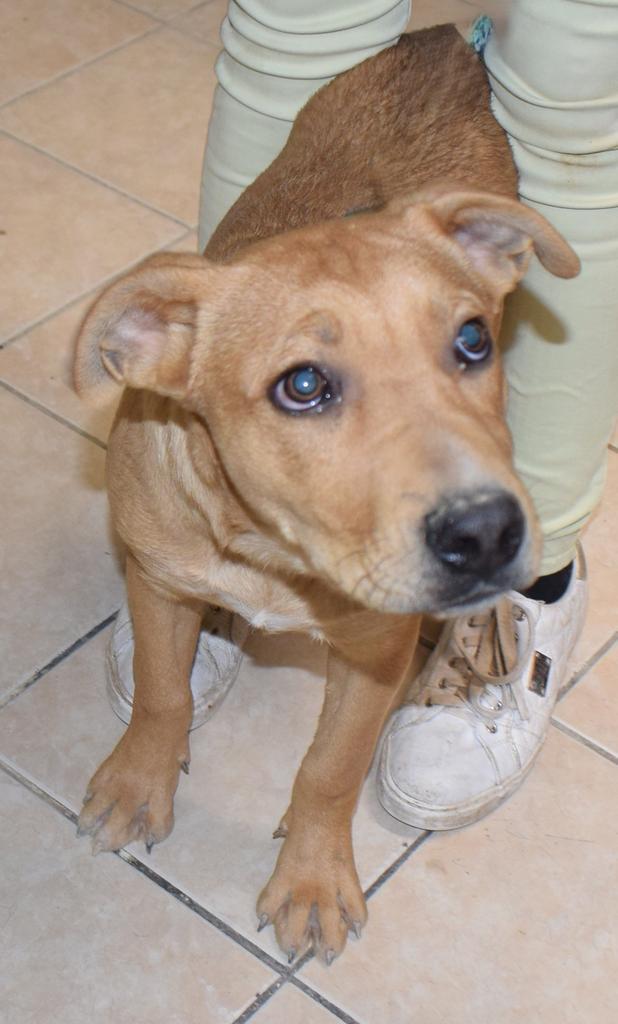 Sam (Brooklyn) (Cooper) (Cotta L2 P3)-P24147