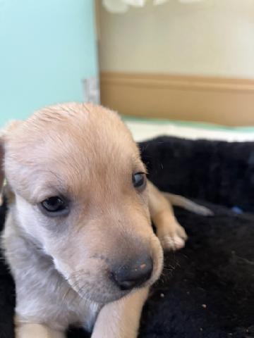 Sam (Brooklyn) (Cooper) (Cotta L2 P3)