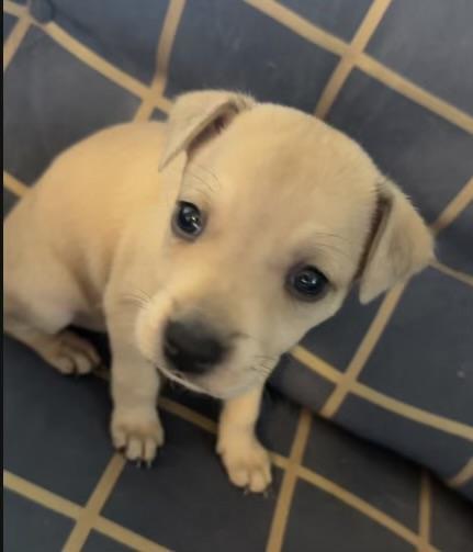 Sam (Brooklyn) (Cooper) (Cotta L2 P3)