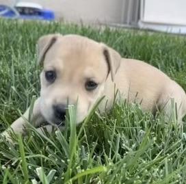 Sam (Brooklyn) (Cooper) (Cotta L2 P3)