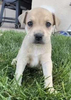 Sam (Brooklyn) (Cooper) (Cotta L2 P3)