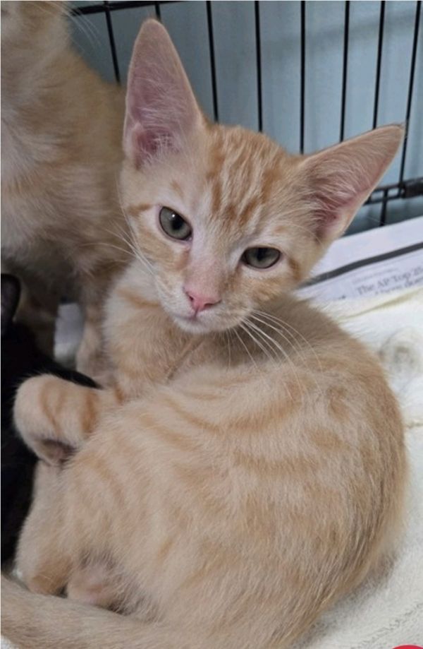 Pumpkin Spice photo 1