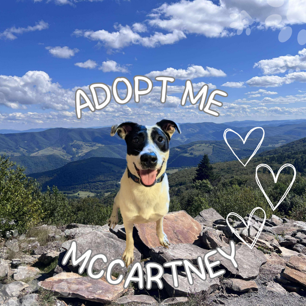 McCartney, an adoptable McNab, Mixed Breed in Huntington, WV, 25704 | Photo Image 1