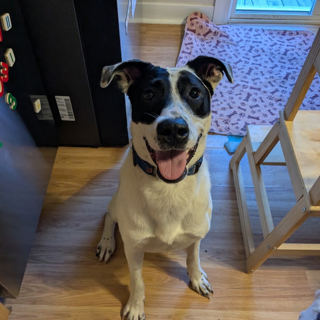 McCartney, an adoptable McNab, Mixed Breed in Huntington, WV, 25704 | Photo Image 2