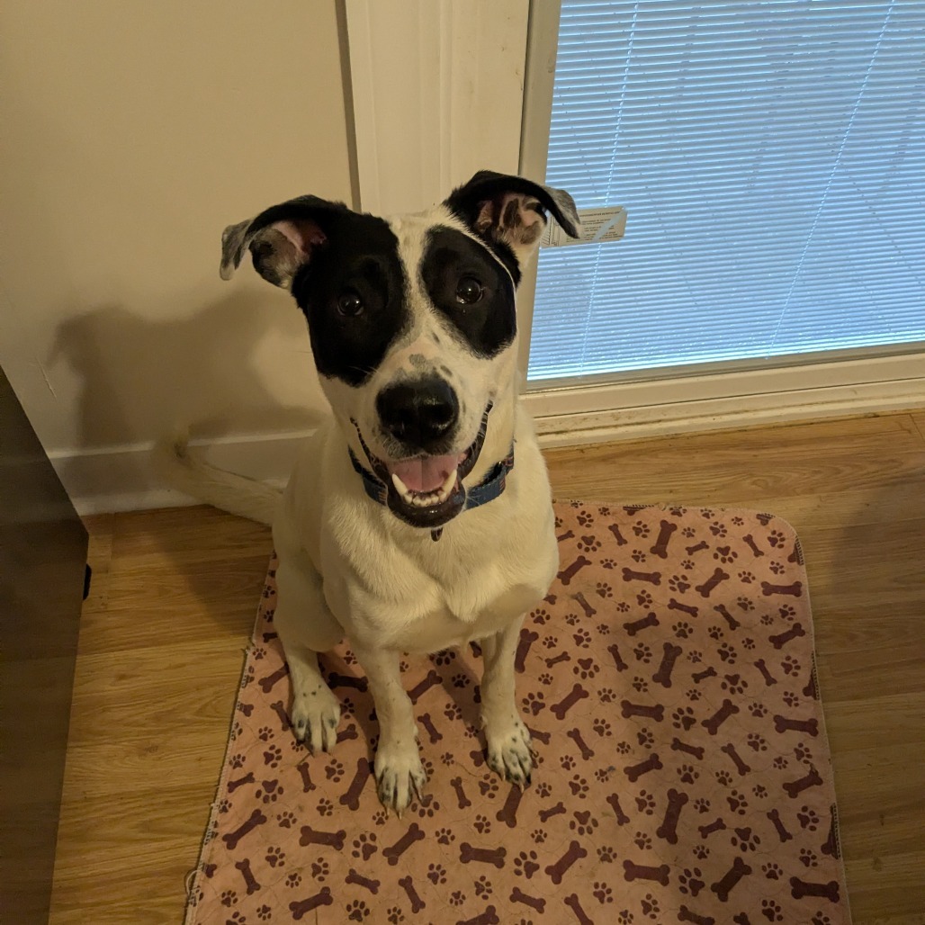 McCartney, an adoptable McNab, Mixed Breed in Huntington, WV, 25704 | Photo Image 3